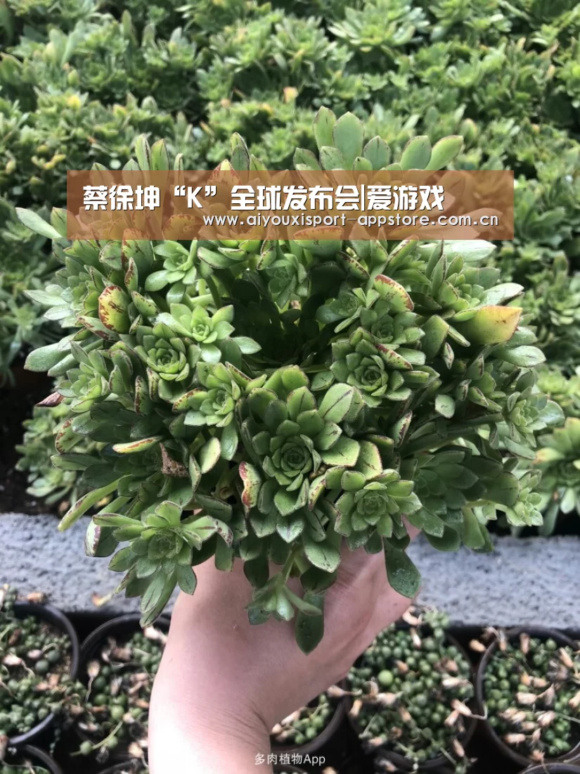 体育手机端APP